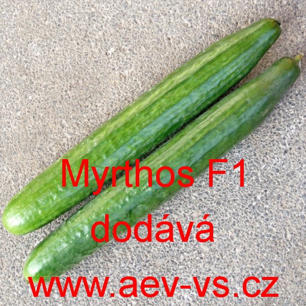 AEV-VS - Okurka setá salátová hybridní "hadovka" do skleníku Myrthos F1