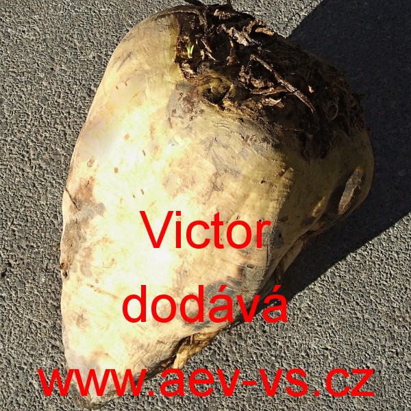 AEV-VS - Řepa cukrová cukrovka Victor