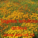 Aksamitník jemnolistý, nízký