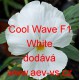 Maceška zahradní převislá Cool Wave F1 White
