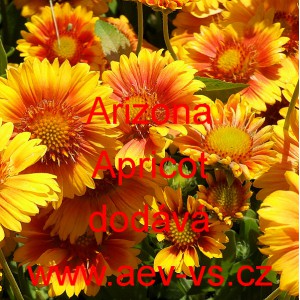 Kokarda zkřížená Arizona Apricot