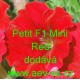 Petunie hybrida Petit F1 Mini Red