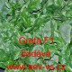 Špenát setý zelný hybridní Greta F1