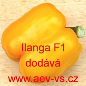 Paprika roční zeleninová hybridní Ilanga F1