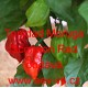 Paprika pálivá čilí Trinidad Moruga Scorpion Red