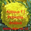 Aksamitník vzpřímený nana Antiqua F1 Primrose