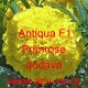 Aksamitník vzpřímený nana Antigua F1 Primrose