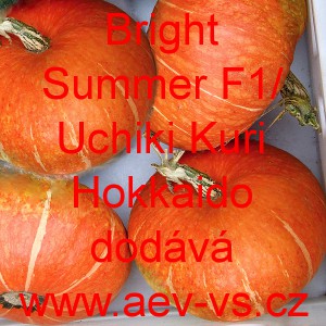 Tykev velkoplodá hybridní Bright Summer F1/Uchiki Kuri Hokkaido