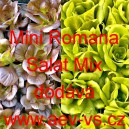 Salát římský Mini Romana Salat Mix