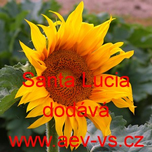 Slunečnice roční Santa Lucia