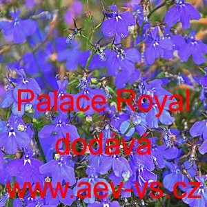 Lobelka drobná Palace Royal
