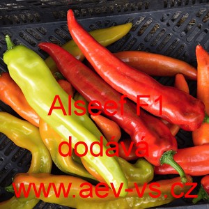 Paprika roční zeleninová hybridní pálivá Alseef F1