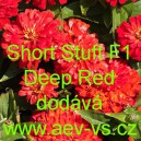 Ostálka sličná, lepá Short Stuft F1 Deep Red