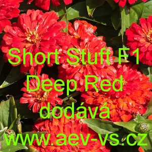 Ostálka sličná, lepá Short Stuff F1 Deep Red