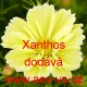 Krásenka zpeřená Xanthos 