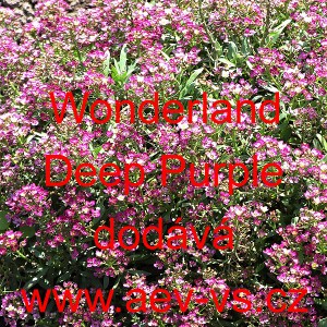 Tařicovka přímořská, laločnice Wonderland Deep Purple