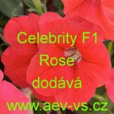Petúnie mnohokvětá Celebrity F1 Rose
