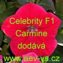 Petúnie mnohokvětá Celebrity F1 Carmine