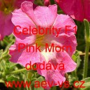Petúnie mnohokvětá Celebrity F1 Pink Morn 