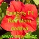 Petúnie mnohokvětá Celebrity F1 Red Morn 