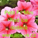 Petunia hybrida Petit F1 Mini Red Ice