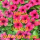 Barvínek růžový Tattoo Mixed