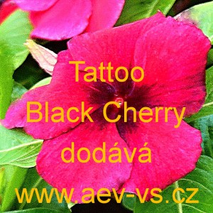 Barvínek růžový Tattoo Black Cherry