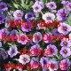 Calibrachoa Kabloom F1 Million Bells Denim