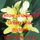 Dosna zahradní (kanna) Yellow Shades F1 Green Leaf