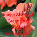 Dosna zahradní (kanna) Orange Shades F1 Green Leaf