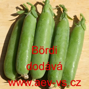 Hrách setý dřeňový Bördi