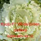 Okrasné zelí, brukev zelná Kyoto F1 White/Green Curled Leaf