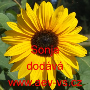 Slunečnice roční Sonja