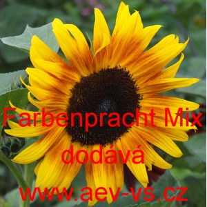 Slunečnice roční Farbenpracht Mix