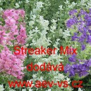 Šalvěj zahradní, pestrá, tříbarevná Streaker Mix
