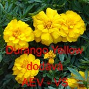 Aksamitník vzpřímený Durango Yellow