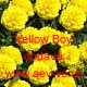 Aksamitník rozkladitý Yellow Boy