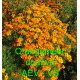 Aksamitník jemnolistý Orangemeer