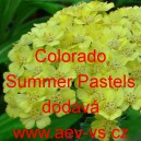 Řebříček obecný Colorado Summer Pastels