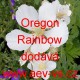 Mák lysý, nahoprutý, islandský Oregon Rainbow