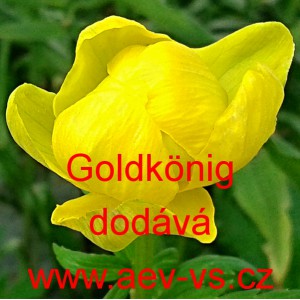 Upolín čínský Goldkönig