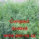 Kopr vonný Compact