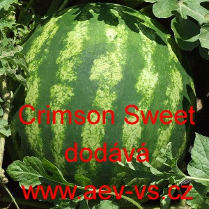 Meloun vodn&iacute; Oneida F1 - Novinka 