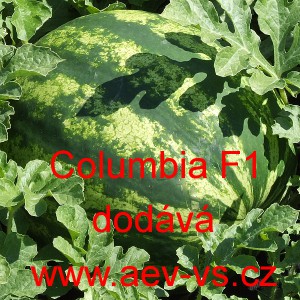 Meloun vodní hybridní Columbia F1