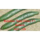 Okurka setá salátová hybridní "hadovka" na záhon Burpless Tasty Green F1