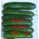 Okurka setá salátová hybridní "hadovka" do skleníku Baby F1