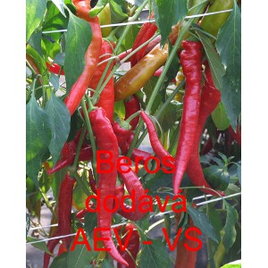 Paprika roční zeleninová pálivá Beros