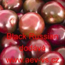 Rajče tyčkové Black Russian