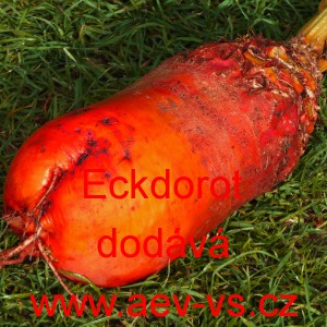 Řepa krmná Eckdorot, červená.