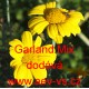 Kopretina chryzantéma věncová salátová Garland Mix